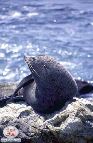 seal