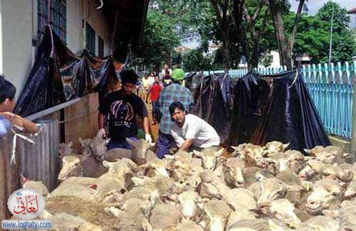 Sheep