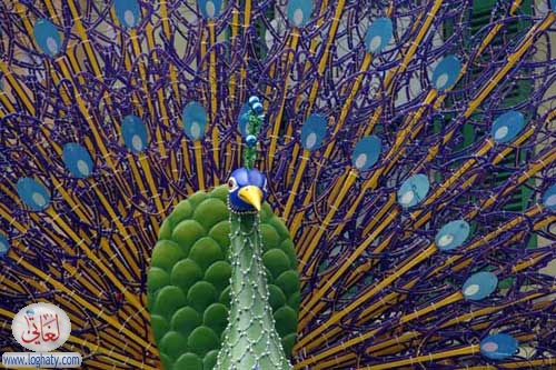 peacock