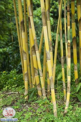 bamboo