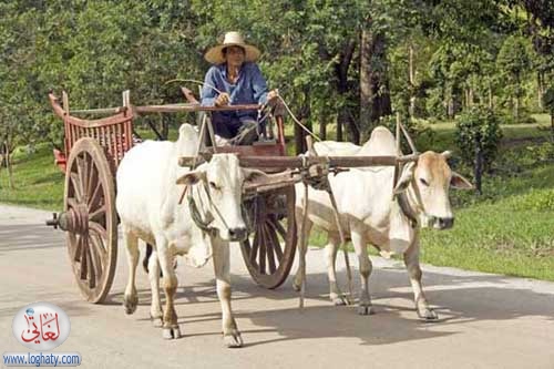 bullock