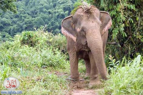 elephant in jungle
