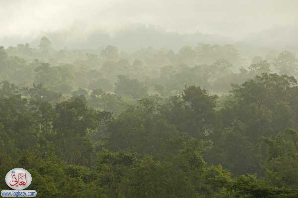 forest