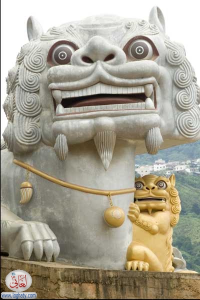 lions