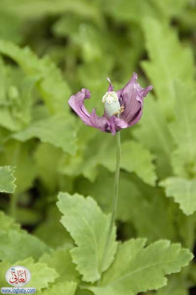 poppy