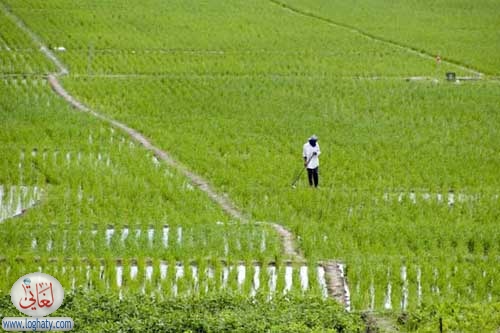 rice