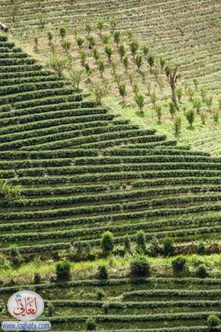 tea plantation