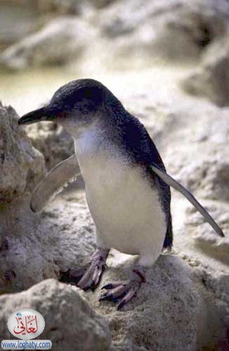 fairy penguin