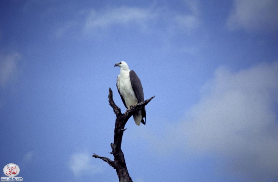 fisheagle
