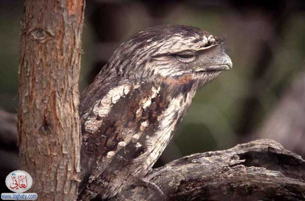 frog bird