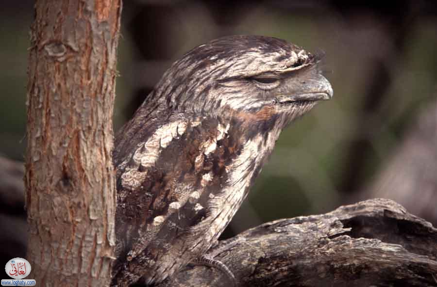frogbird