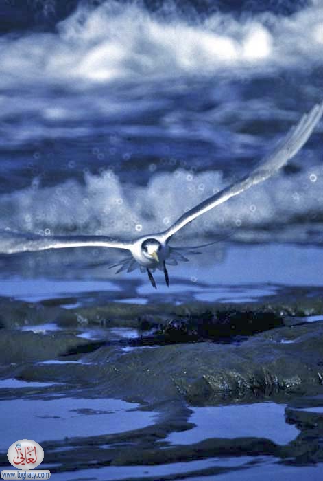 gull