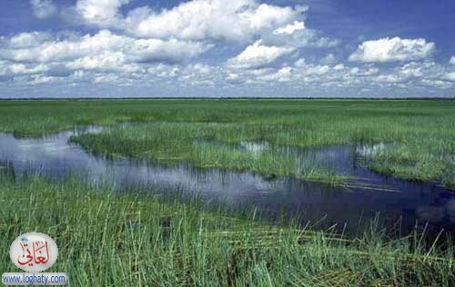 kakadu