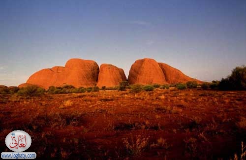 olgas