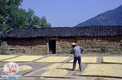 drying corn