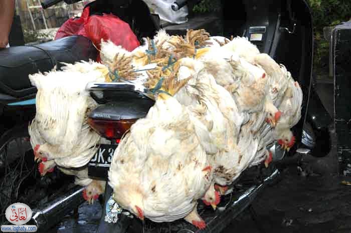 chickens