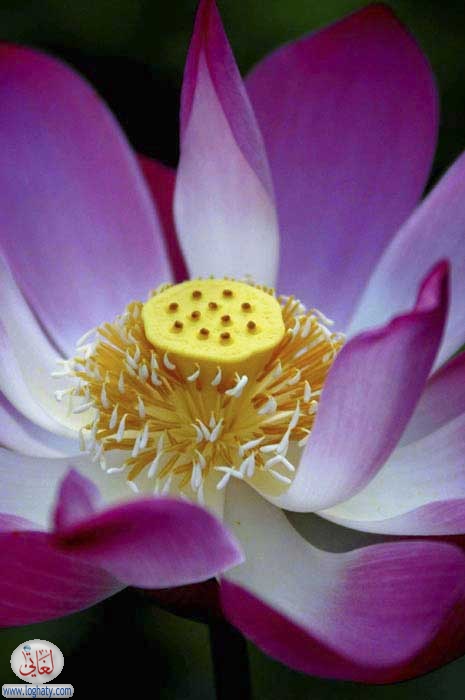 lotus
