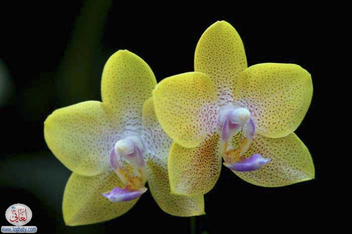 orchid