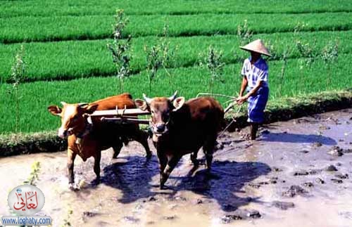 ploughing
