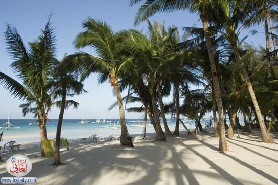 beachpalmtrees