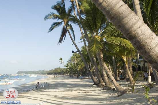beachtrees