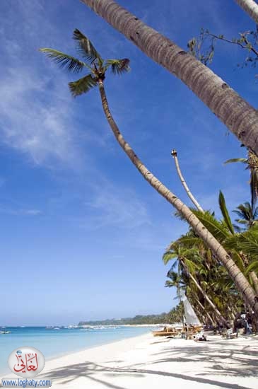 bentpalm