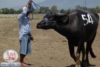 bull2