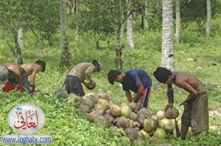 coconut3