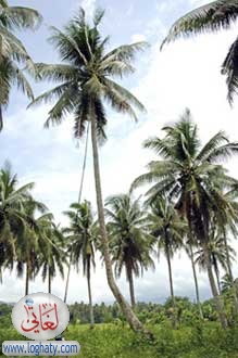 coconutcollect