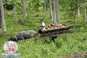 coconuts2