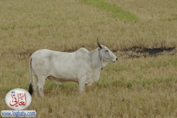 cow