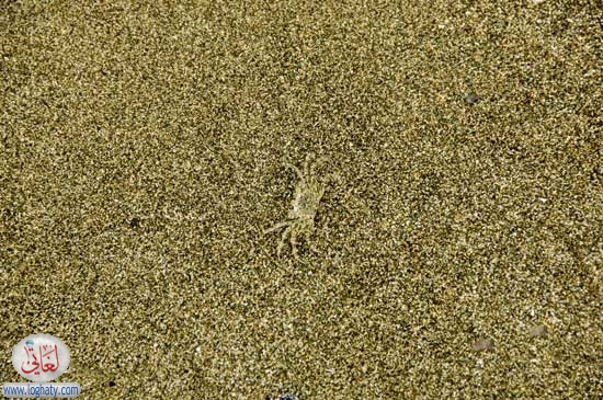 crab2