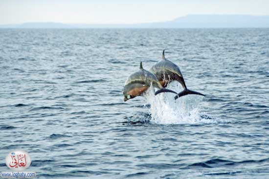 dolphins