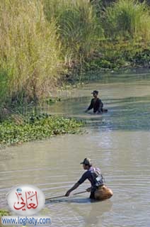 fishpond