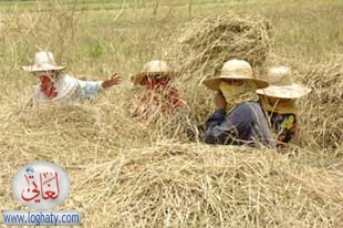 harvest5
