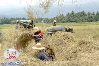 harvest7