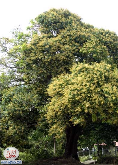 mangotree