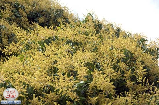 mangotree2