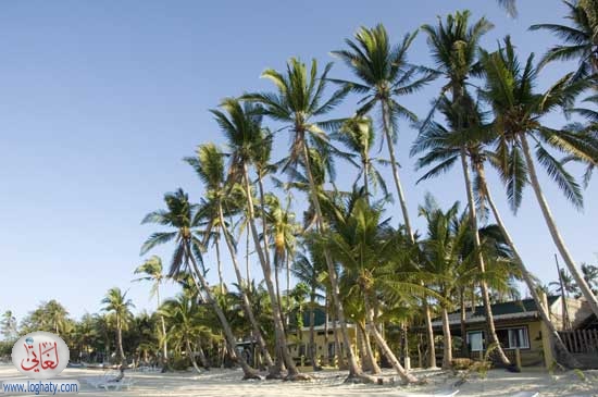 palmsonbeach