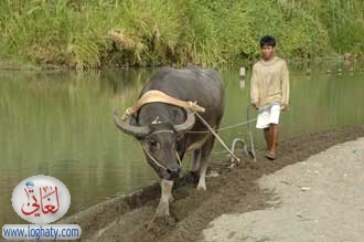 ploughing