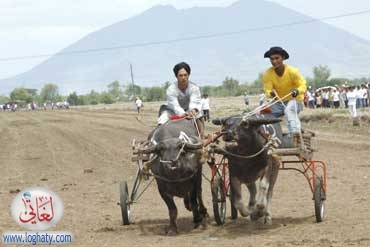 racingcarabao