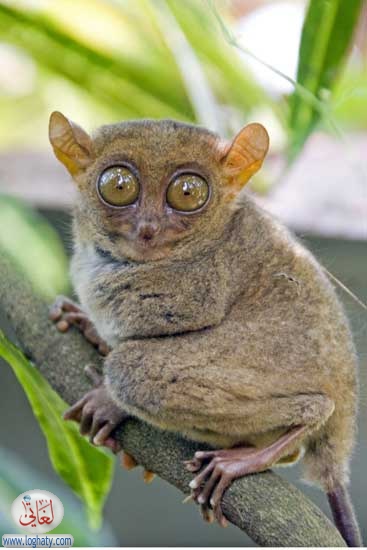 tarsier2