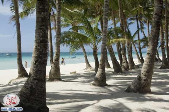 treebeach