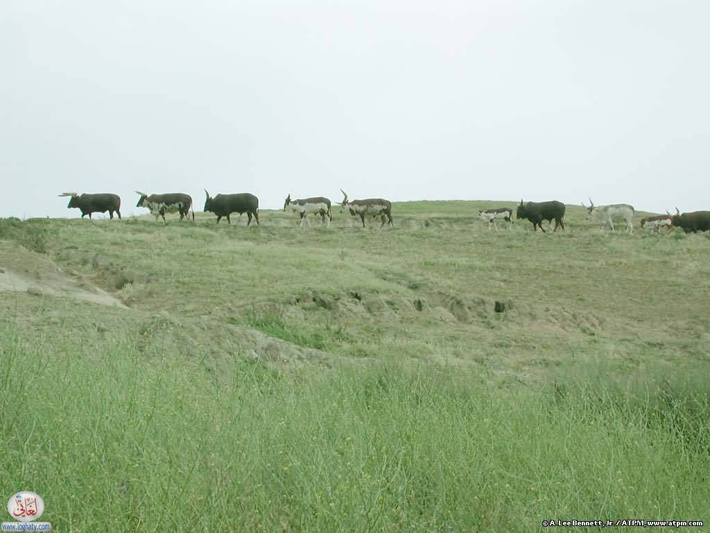 cattle