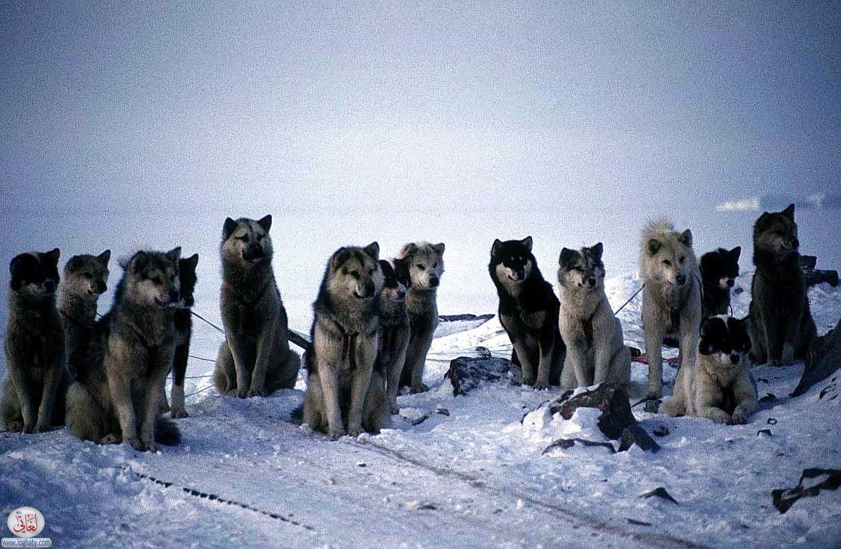 eskimos 03