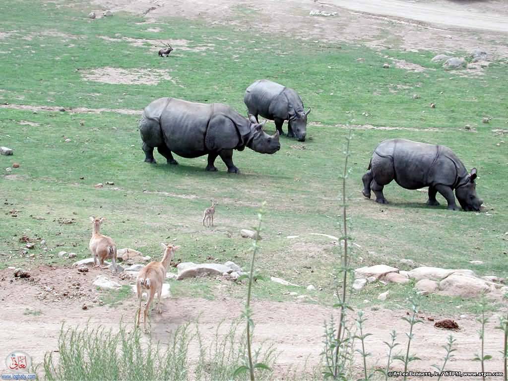rhinos