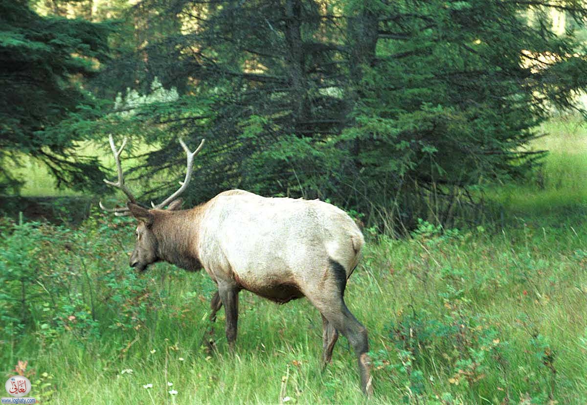 canada-64