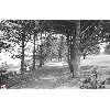 cemeterywalk