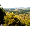 lattakia 3