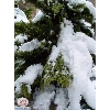 majdal-shams